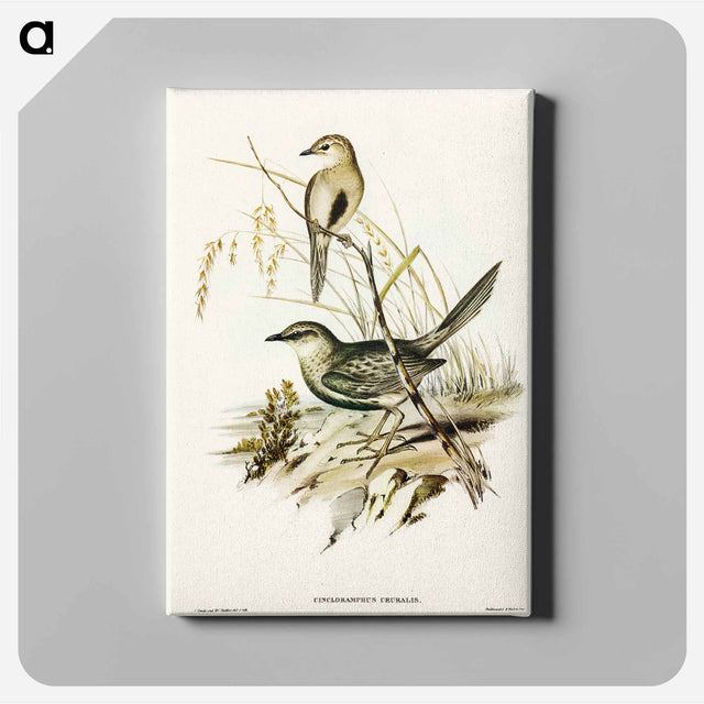 アートパネル-Brown Songlark
 - オーストラリアの鳥 Canvas.