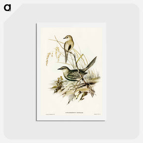 アートポストカード-Brown Songlark
 - オーストラリアの鳥 Postcard.