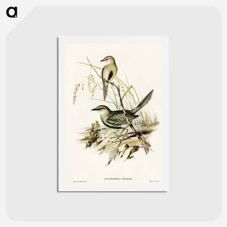 アートポストカード-Brown Songlark
 - オーストラリアの鳥 Postcard.