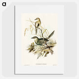 Brown Songlark
 - オーストラリアの鳥 Poster.