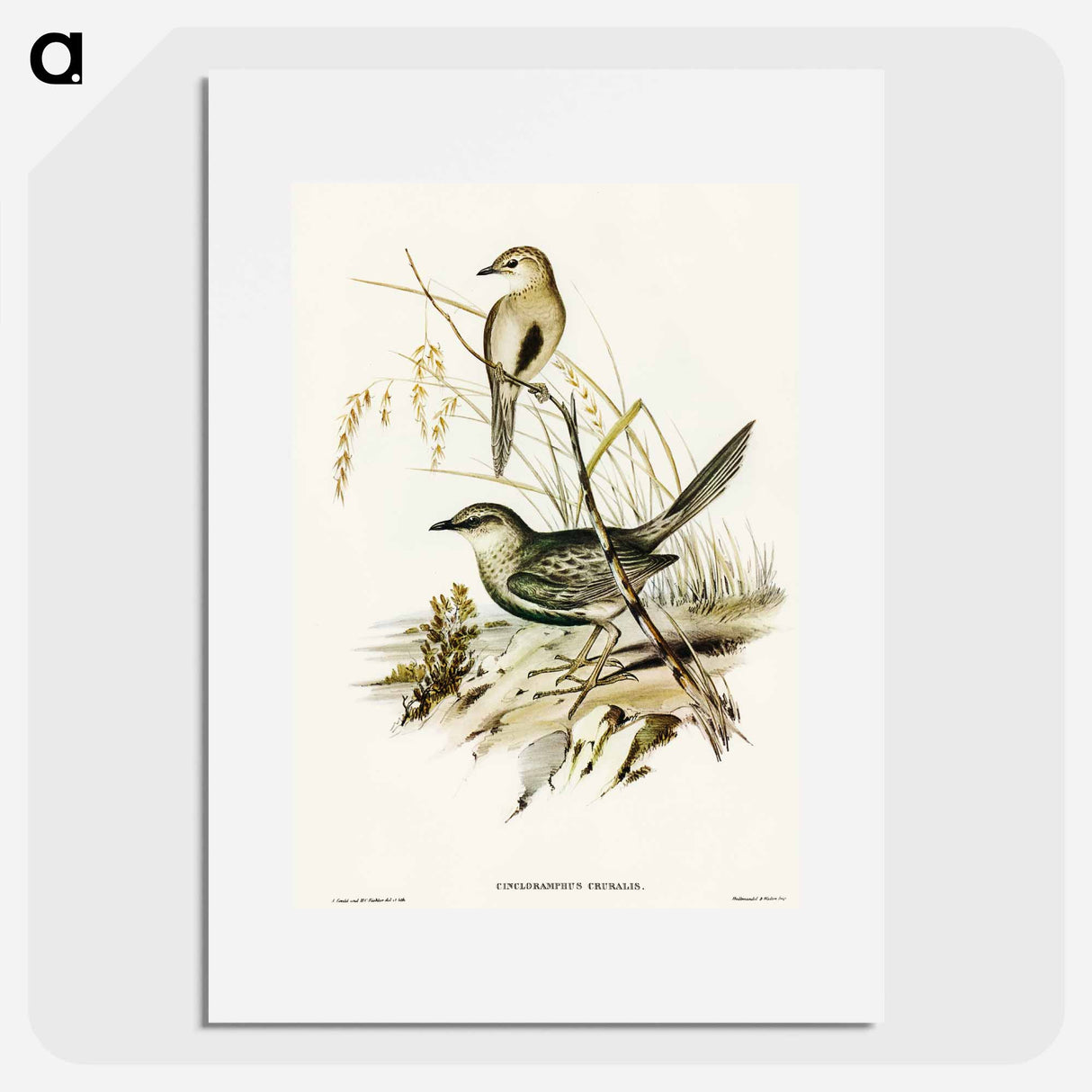 アートポスター-Brown Songlark
 - オーストラリアの鳥 Poster.