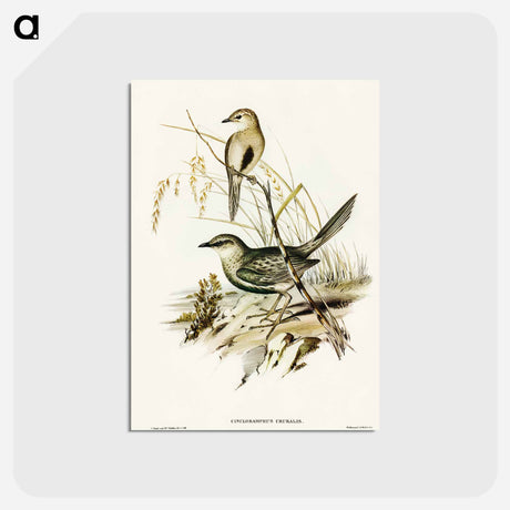 アートポストカード-Brown Songlark
 - オーストラリアの鳥 Postcard.