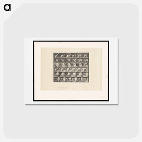 アートポストカード-Turning Dog
 - エドワード マイブリッジ Postcard.