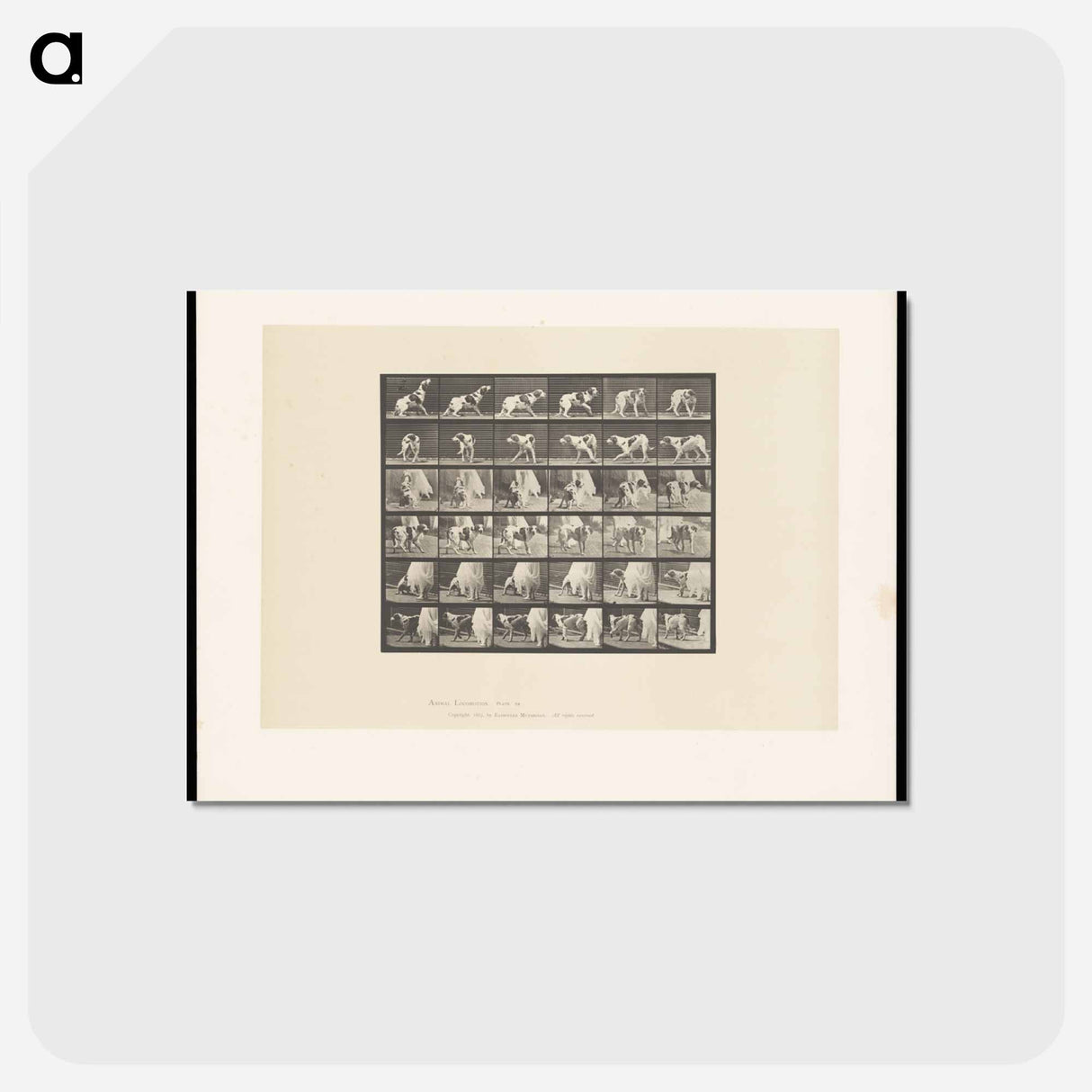 アートポストカード-Turning Dog
 - エドワード マイブリッジ Postcard.