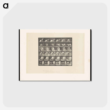 アートポストカード-Turning Dog
 - エドワード マイブリッジ Postcard.