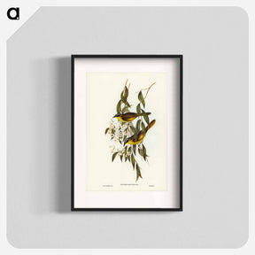 アートポスター-Wattle-cheeked Honey-eater
 - ジョン グールド Poster.