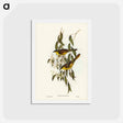 アートポストカード-Wattle-cheeked Honey-eater
 - ジョン グールド Postcard.