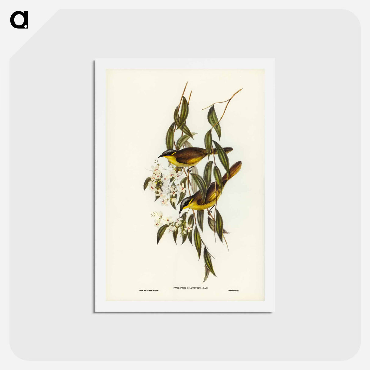 アートポストカード-Wattle-cheeked Honey-eater
 - ジョン グールド Postcard.