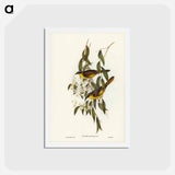アートポストカード-Wattle-cheeked Honey-eater
 - ジョン グールド Postcard.