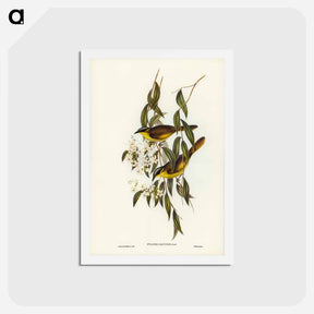 アートポストカード-Wattle-cheeked Honey-eater
 - ジョン グールド Postcard.