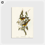 アートポストカード-Wattle-cheeked Honey-eater
 - ジョン グールド Postcard.