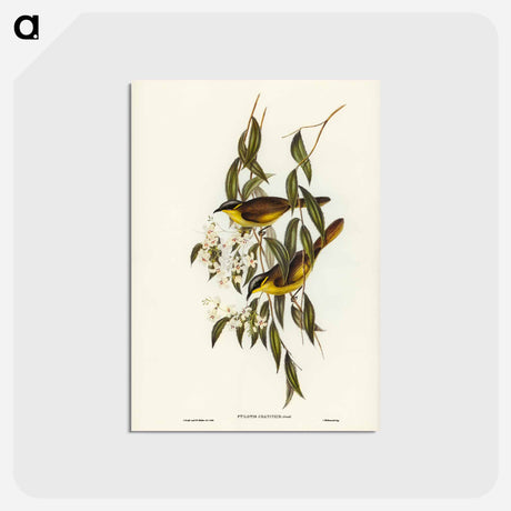 アートポストカード-Wattle-cheeked Honey-eater
 - ジョン グールド Postcard.