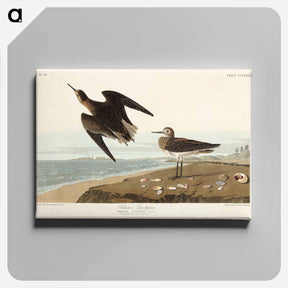 アートパネル-Schinz's Sandpiper
 - ジョン ジェームス オーデュボン Canvas.