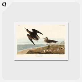 アートポストカード-Schinz's Sandpiper
 - ジョン ジェームス オーデュボン Postcard.