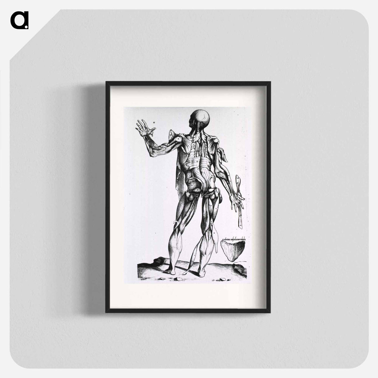 アートポスター-Musculature of the Human Body
 - 国立医学図書館 Poster.