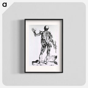 アートポスター-Musculature of the Human Body
 - 国立医学図書館 Poster.
