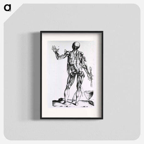 アートポスター-Musculature of the Human Body
 - 国立医学図書館 Poster.