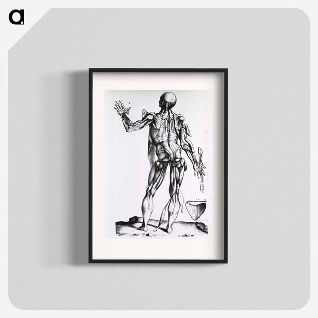 アートポスター-Musculature of the Human Body
 - 国立医学図書館 Poster.