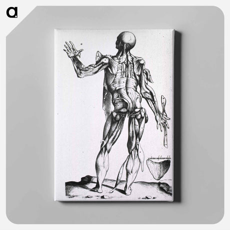 アートパネル-Musculature of the Human Body
 - 国立医学図書館 Canvas.