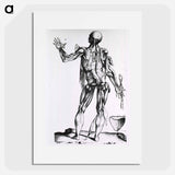 アートポスター-Musculature of the Human Body
 - 国立医学図書館 Poster.