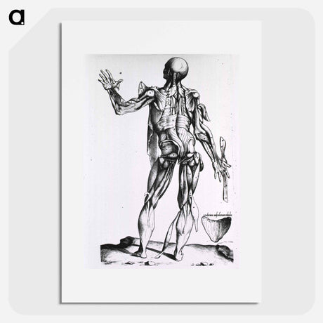 アートポスター-Musculature of the Human Body
 - 国立医学図書館 Poster.
