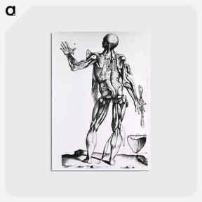 アートポストカード-Musculature of the Human Body
 - 国立医学図書館 Postcard.