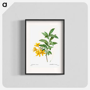 アートポスター-Yellow azalea - ピエール ジョゼフ ルドゥーテ Poster.