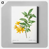 アートパネル-Yellow azalea - ピエール ジョゼフ ルドゥーテ Canvas.