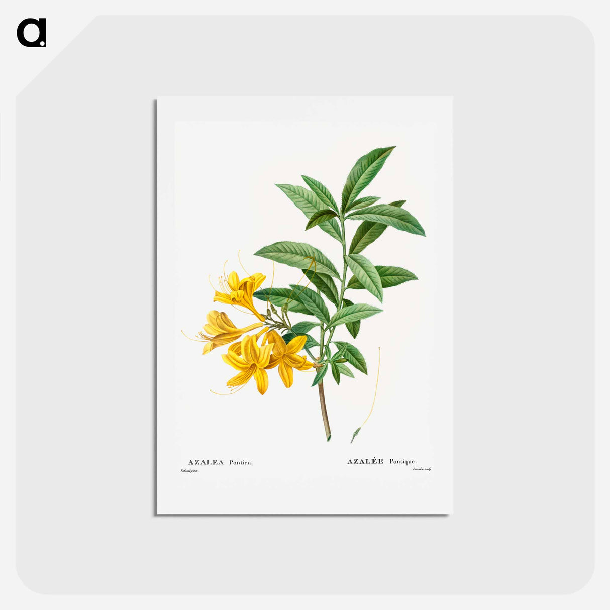 アートポストカード-Yellow azalea - ピエール ジョゼフ ルドゥーテ Postcard.