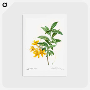 アートポストカード-Yellow azalea - ピエール ジョゼフ ルドゥーテ Postcard.