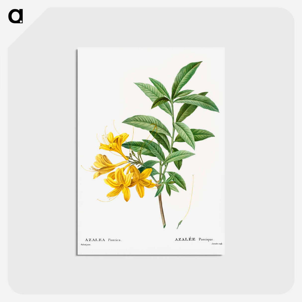 アートポストカード-Yellow azalea - ピエール ジョゼフ ルドゥーテ Postcard.