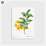 アートポストカード-Yellow azalea - ピエール ジョゼフ ルドゥーテ Postcard.