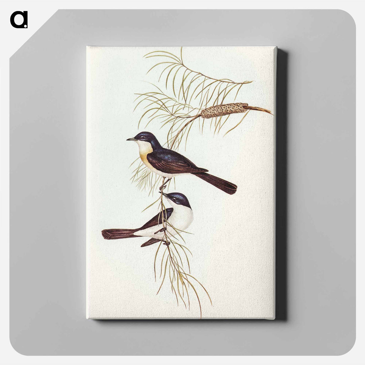 Restless Flycatcher
 - オーストラリアの鳥 Canvas.