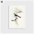 アートポストカード-Restless Flycatcher
 - オーストラリアの鳥 Postcard.