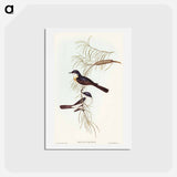 アートポストカード-Restless Flycatcher
 - オーストラリアの鳥 Postcard.