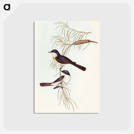 アートポストカード-Restless Flycatcher
 - オーストラリアの鳥 Postcard.