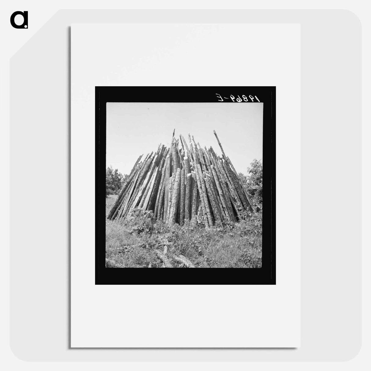 Piles of wood for firing the tobacco barns and curing the tobacco - Dorothea Lange Poster.