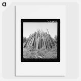 Piles of wood for firing the tobacco barns and curing the tobacco - Dorothea Lange Poster.