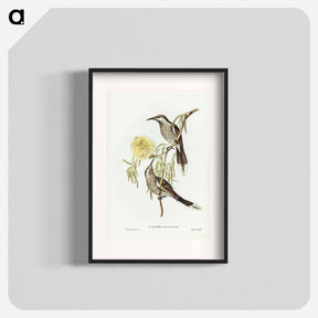 アートポスター-Lunulated Wattle Bird
 - ジョン グールド Poster.