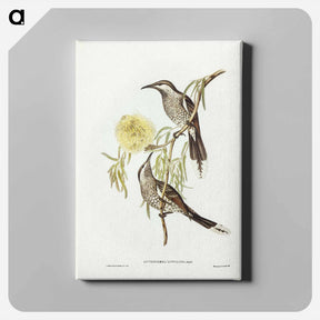 アートパネル-Lunulated Wattle Bird
 - ジョン グールド Canvas.