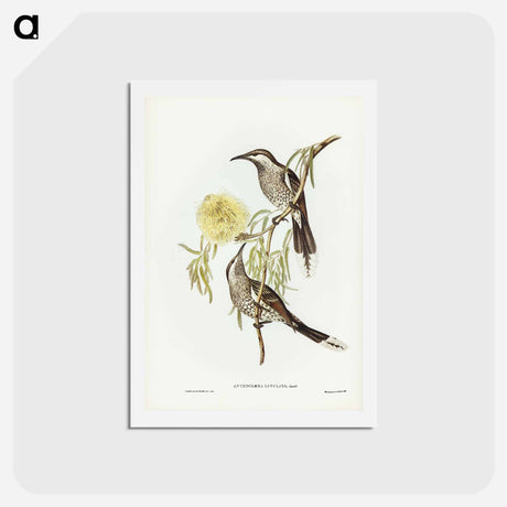 アートポストカード-Lunulated Wattle Bird
 - ジョン グールド Postcard.