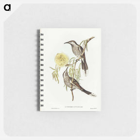 アートメモ帳-Lunulated Wattle Bird
 - ジョン グールド Memo.