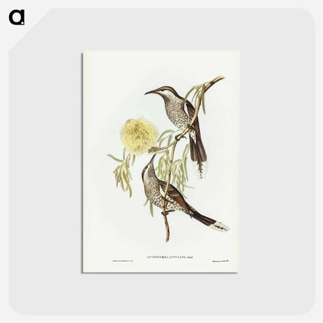 アートポストカード-Lunulated Wattle Bird
 - ジョン グールド Postcard.