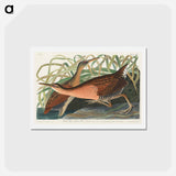アートポストカード-Fresh Water Marsh Hen
 - ジョン ジェームス オーデュボン Postcard.