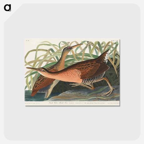 アートポストカード-Fresh Water Marsh Hen
 - ジョン ジェームス オーデュボン Postcard.