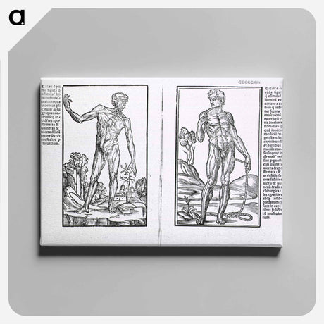 アートパネル-Muscle Plates
 - 国立医学図書館 Canvas.