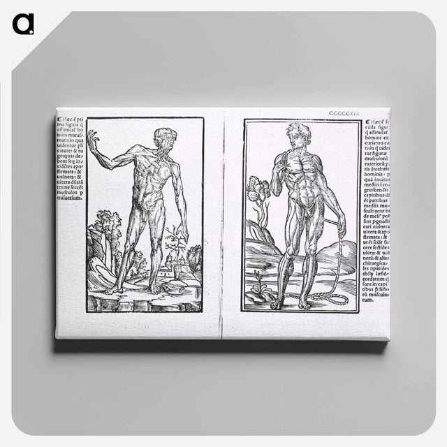 アートパネル-Muscle Plates
 - 国立医学図書館 Canvas.