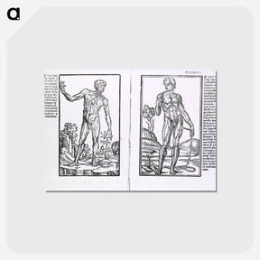 アートポストカード-Muscle Plates
 - 国立医学図書館 Postcard.