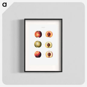 アートポスター-Peaches - ピエール ジョゼフ ルドゥーテ Poster.