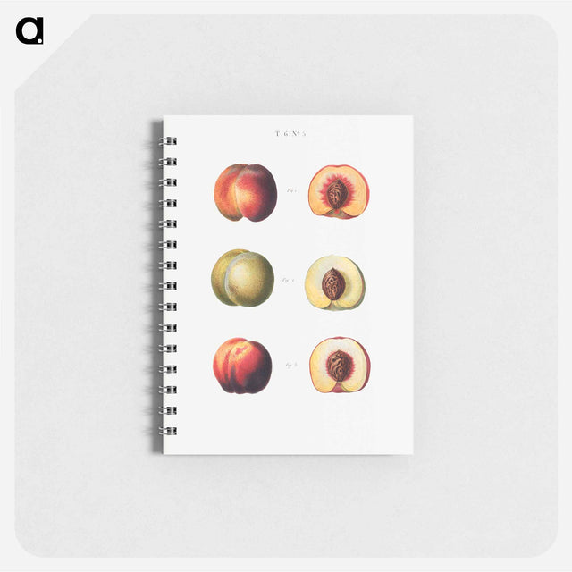 アートメモ帳-Peaches - ピエール ジョゼフ ルドゥーテ Memo.